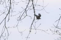 Buteo buteo