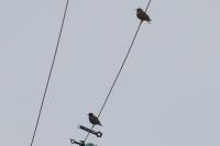 Sturnus vulgaris