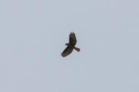 Buteo buteo