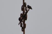 Sturnus vulgaris