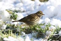 Anthus pratensis