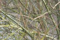 Emberiza cirlus