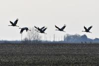 Grus grus