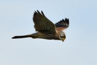 Falco tinnunculus
