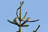 Passer montanus