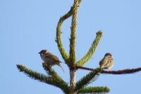 Passer montanus