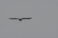 Larus fuscus