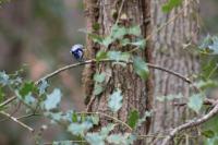 Cyanistes caeruleus