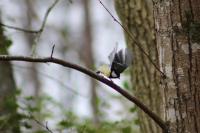 Parus major