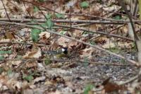 Parus major