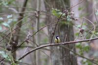 Parus major
