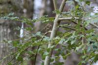 Fringilla coelebs