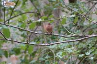 Fringilla coelebs