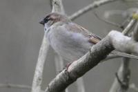 Passer domesticus