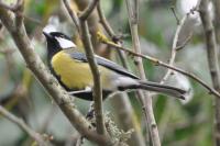 Parus major