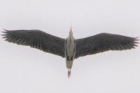 Ardea cinerea