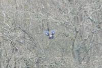Garrulus glandarius