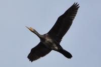 Phalacrocorax carbo