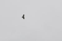 Buteo buteo