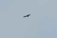 Buteo buteo
