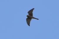 Falco tinnunculus