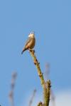 Sitta europaea