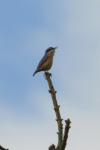 Sitta europaea