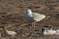 Larus argentatus