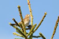 Turdus philomelos