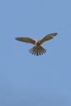 Falco tinnunculus