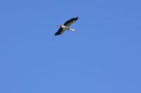 Ciconia ciconia