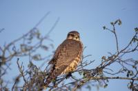 Falco columbarius