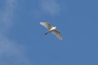 Bubulcus ibis