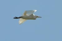 Bubulcus ibis