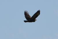 Buteo buteo