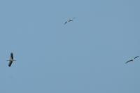 Ciconia ciconia
