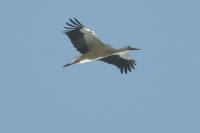 Ciconia ciconia