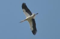 Ciconia ciconia