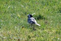 Motacilla alba