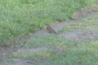 Turdus iliacus