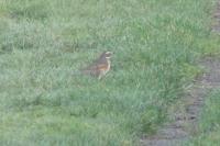 Turdus iliacus