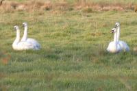 Cygnus olor