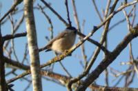 Poecile palustris
