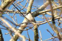 Poecile palustris