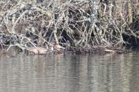 Podiceps cristatus