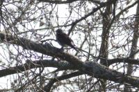 Turdus pilaris