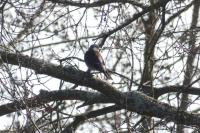 Turdus pilaris