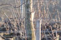 Picus viridis
