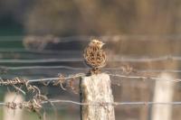 Lullula arborea