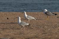 Larus argentatus
